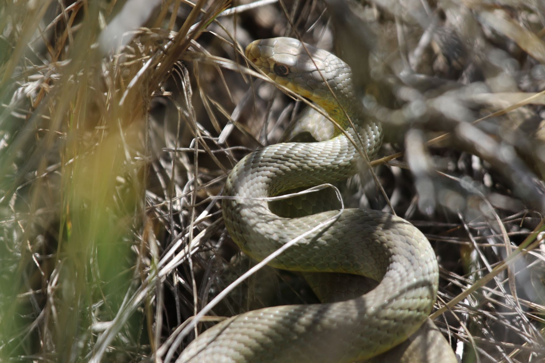 Blue Racer
